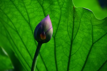 Lotus bud waiting to bloom under the shade