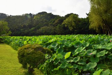 Lotus pond in the mid summer afternoon