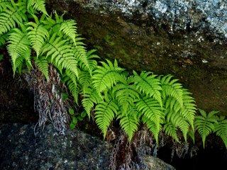 Delicate ferns seem to grow from a rock
