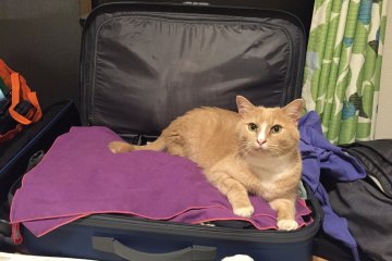 Our host's cat adopted us right away, luggage included