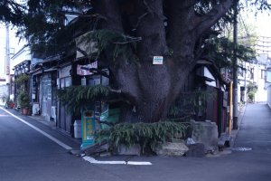 This is a 90-year old Himalayan Cedar. It serves as the guardian to Mikado Bread Shop – probably the oldest bread store in Tokyo