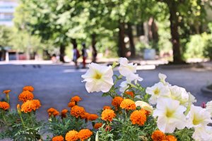 A Nihonbashi vous pouvez trouver de petits parcs et de petits jardins à chaque coin de rue