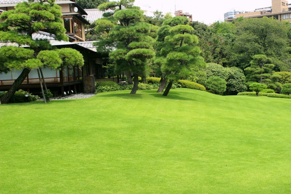 Green hill in the middle of the garden