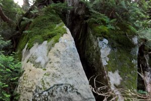 A cedar growing in a crack in a boulder