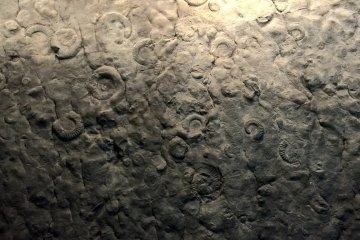 A map of Ammonite found in Digne-les Bains, France