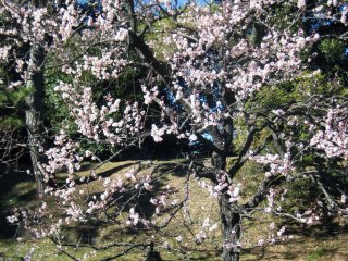 Japanese plum tree in January