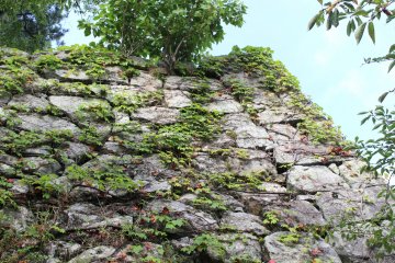 松阪城高大的石牆和攀附在上的植物