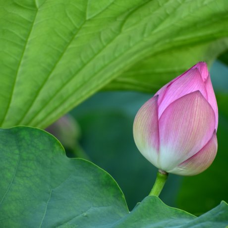 Lotus Flowers at Ueno Park