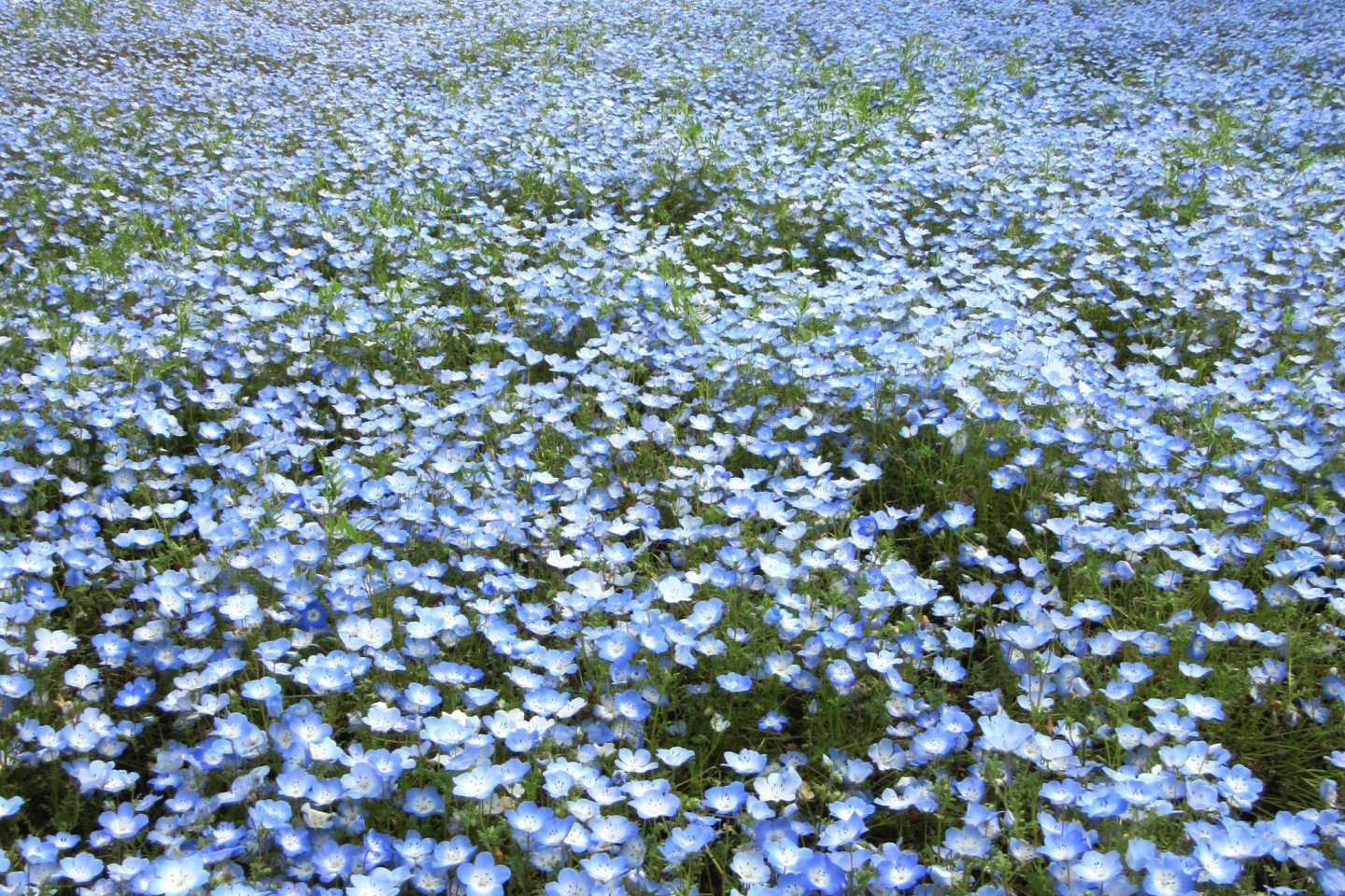 Endless blue fields of nemophila