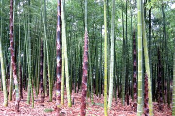 Побеги бамбука