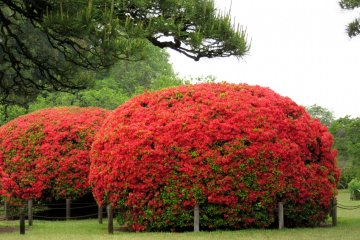 Beautiful azalea bushes