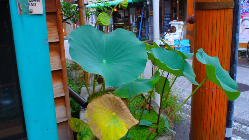 A solitary lotus plant in the heart of the water trade district