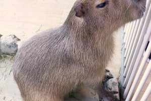 Capybara at the petting zoo.