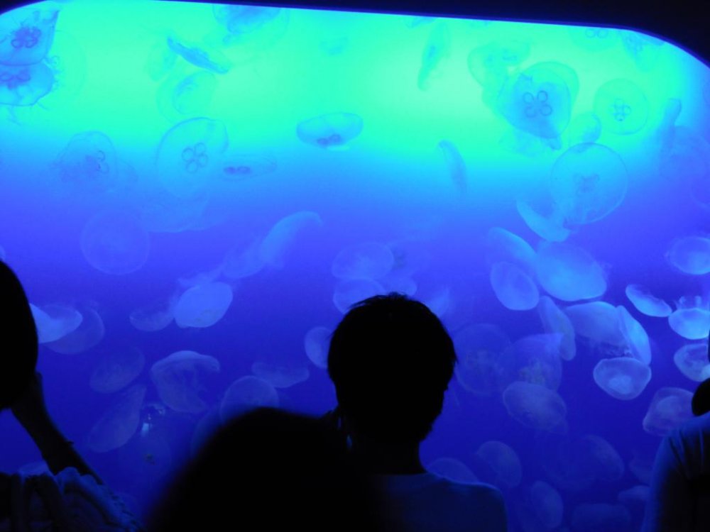Những con sứa phát sáng
