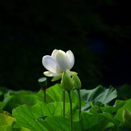 鶴岡八幡宮の蓮の花
