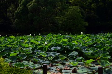 Only white lotus blooms in the left (west) -side pond (Heishi-ike pond)
