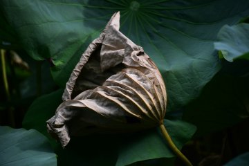 Artistic dead leaf