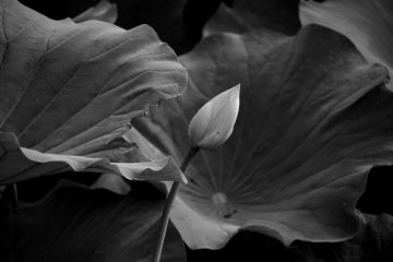 Lotus bud fluttering in the wind in black & white