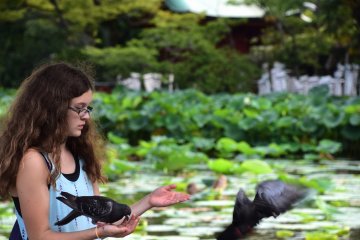 A girl was playing with pigeons in front of the lotus pond