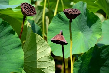 Dead seed pods of lotus