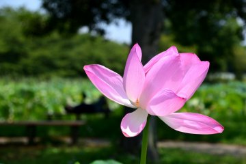 Close-up look at the blooming lotus