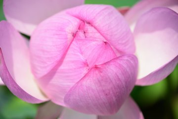 Close-up photo of lotus. You can get this closer!