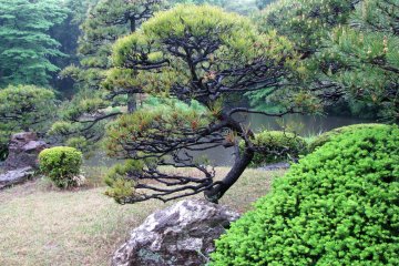 В японском саду обязательно есть камни