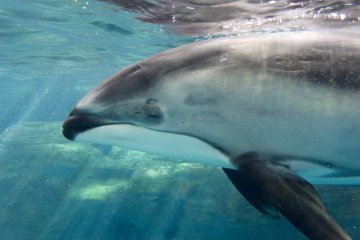 海遊館塔斯曼海展覽中的太平洋斑紋海豚。