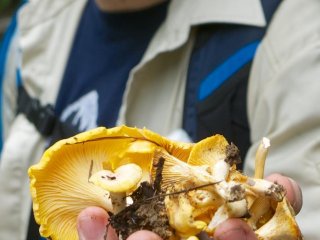 Nothing is more exciting than discovering a handful of choice chanterelles.