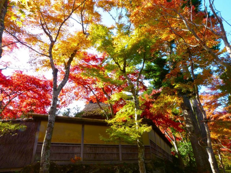 <p>The garden colors harmonize with a Japanese teahouse</p>