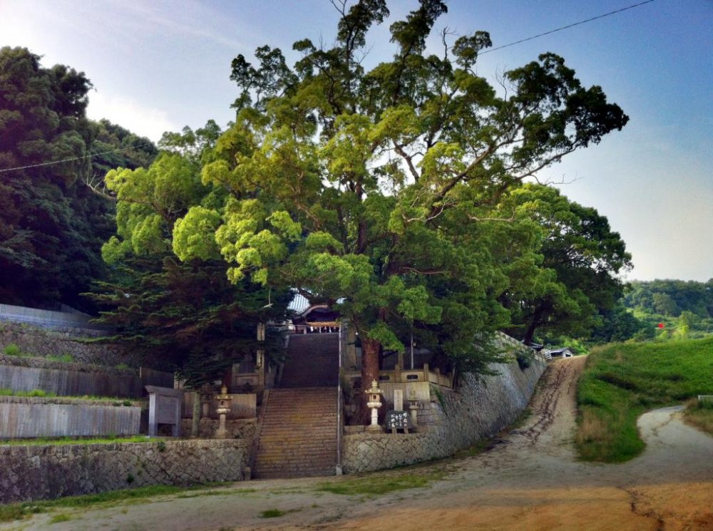 Kamo Shrine in Kikuma is home to an enormous tree