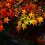 Осенние краски в парке Йойоги