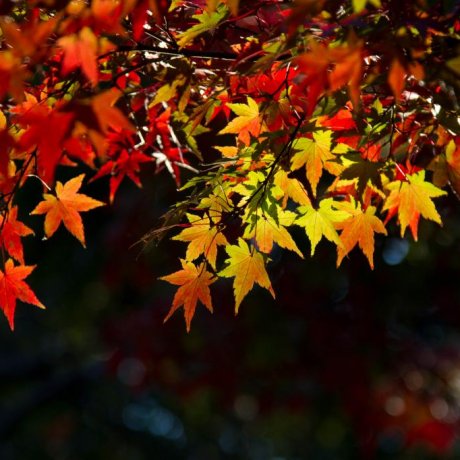 Autumn Colours in Yoyogi Park