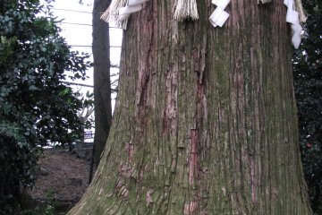 Sacred Shinto pine