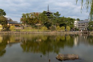 The Kofukuji Temple in the background 