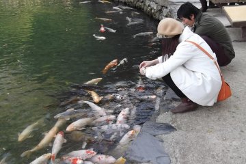 Feeding the fish on the lakeshore in the south garden