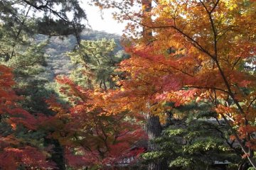 Autumn&#39;s rich colors