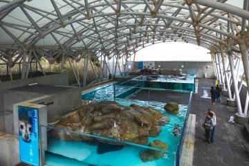 A view over the seal, sea lion, and penguin exhibits