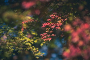 Early autumn colors at Korakuen