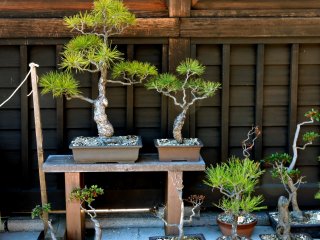 Bonsai pines on display