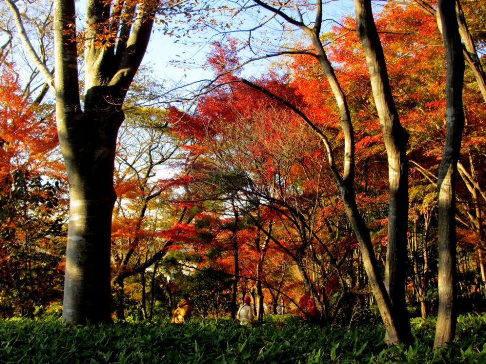 深い紅葉の色が秋の公園の背景を彩る
