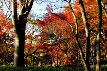 가을에는 공원의 배경이 풍부한 가을색
