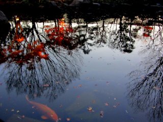 池に映る日本の紅葉の中で、オレンジ色の鯉がゆったりと泳いでいる