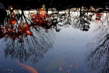 An orange koi fish leisurely floats in the reflection of the Japanese maple leaves