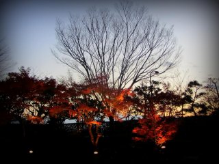 秋の色彩の頭上に高々と聳え立つ落葉した枯れ木