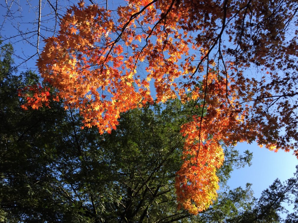 Soleil et ciel bleu d'automne