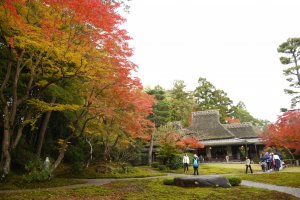 ต้นมอสสีเขียวเข้มตัดกันอย่างเฉียบขาดกับใบโมะมิจิ หรือใบเมเปิ้ลญี่ปุ่นที่มีสีส้มหรือสีแดงสด 