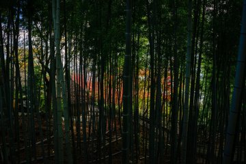 View the autumn leaves through the bamboo forest