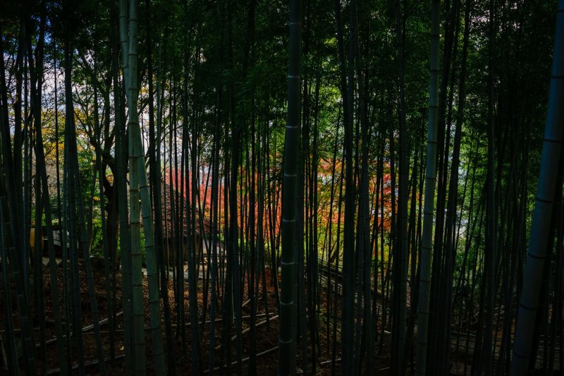 View the autumn leaves through the bamboo forest