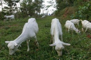 Cute goats on their daily walk